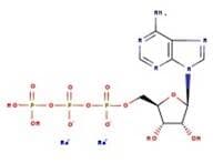 Adenosine-5'-triphosphate disodium salt hydrate, ultrapure, 98%