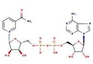 β-Nicotinamide adenine dinucleotide, 97%