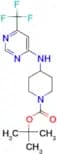Tert-Butyl 4-[6-(trifluoromethyl)pyrimidin-4-yl]aminopiperidine-1-carboxylate