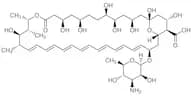 Amphotericin B