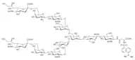 DNS-SGN