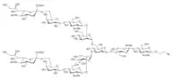Disialylnonasaccharide-β-ethylazide