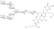 G2-peptide