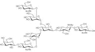 3-G1 Glycan