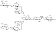 G2 Glycan
