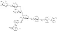 6-G1 2AB (500pmol/vial)