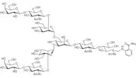 G2 2AB (500pmol/vial)