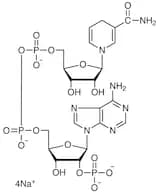 β-Nicotinamide Adenine Dinucleotide Phosphate Tetrasodium Salt reduced form [for Biochemical Resea…