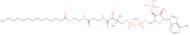 Myristoyl coenzyme A