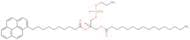 β-Py-c10-HPE