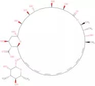 Amphotericin B