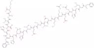 Amyloid β/A4 Protein Precursor770 (135-155)