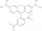 6-Carboxytetramethyl rhodamine