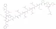 Gastrin I (rat) - acetate salt