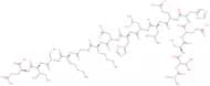 pTH-Related Protein (1-16) (human, mouse, rat)