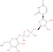 UDP-6-amino-6-deoxy-D-glucose