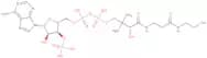 Coenzyme A hydrate