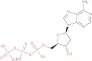dATP - 100 mmol solution