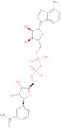 β-Nicotinamide adenine dinucleotide