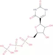Pseudouridine-5'-triphosphate trisodium salt  - 100mM aqueous solution