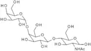 P1-Antigen