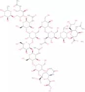 A2F N-Glycan