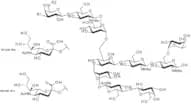 A1F Glycan, 2-AB labelled