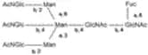 FA2B N-Glycan