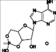 Adenosine-3',5'-cyclic Monophosphate