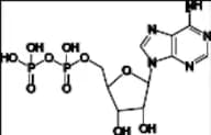 Adenosine 5'-Diphosphate