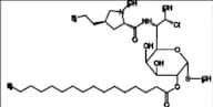 Clindamycin 2-Palmitate
