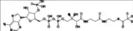 Acetyl Coenzyme A-d3