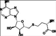 S-Adenosyl-L-Homocysteine