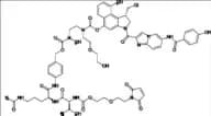 Duocarmazine (Vc-seco-DUBA)