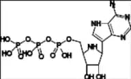 Galidesivir Triphosphate