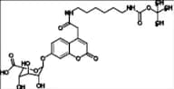 Mucopolysaccharidosis Type II Related Compound MPS-II-2 (IdS-P)