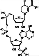 β-NADPH-D
