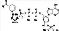 NADPH-13C5 Tetrasodium Salt