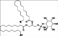 L-α-Phosphatidylinositol