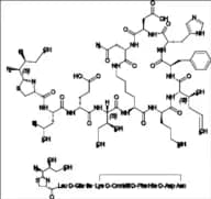 Bacitracin EP Impurity P
