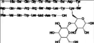 Glucagon lactose adduct 3
