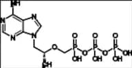 Tenofovir Diphosphate