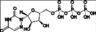 6-Azauridine 5'-Triphosphate (6-Aza UTP)