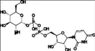 UDP-Glucosamine