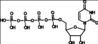 Uridine 5'-Tetraphosphate