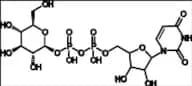 Uridine Diphosphate Glucose (UDP-Glucose)