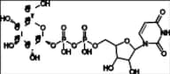 Uridine Diphosphate Glucose-13C6 (UDP-Glucose-13C6)