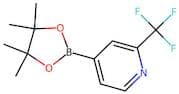 2-(Trifluoromethyl)pyridine-4-boronic acid, pinacol ester