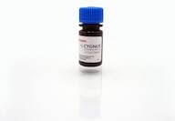 Anti-Protein A:HRP, 12 ml