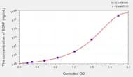 Human BDNF(Brain Derived Neurotrophic Factor) ELISA Kit